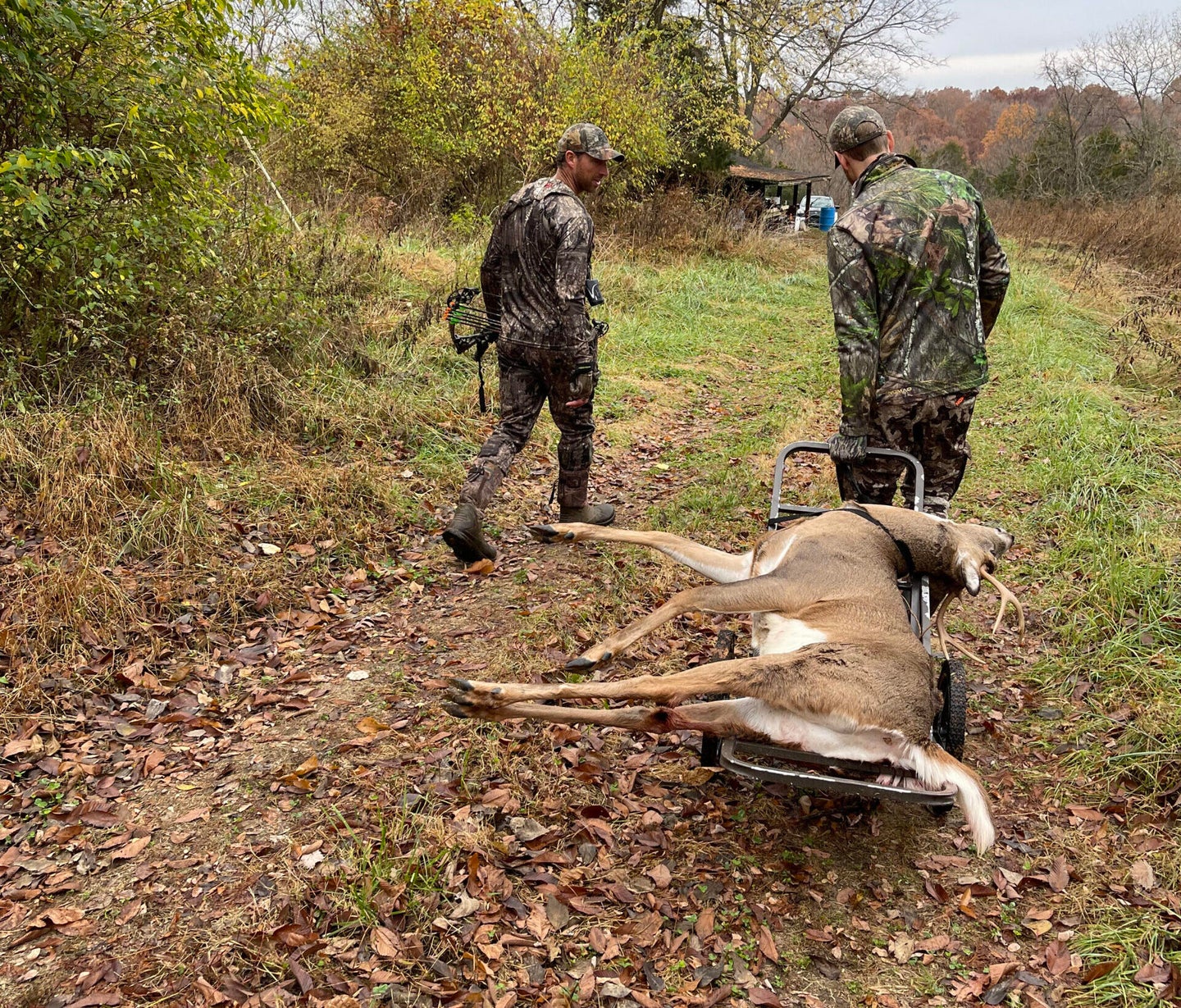 hunters dragging out a whitetail deer