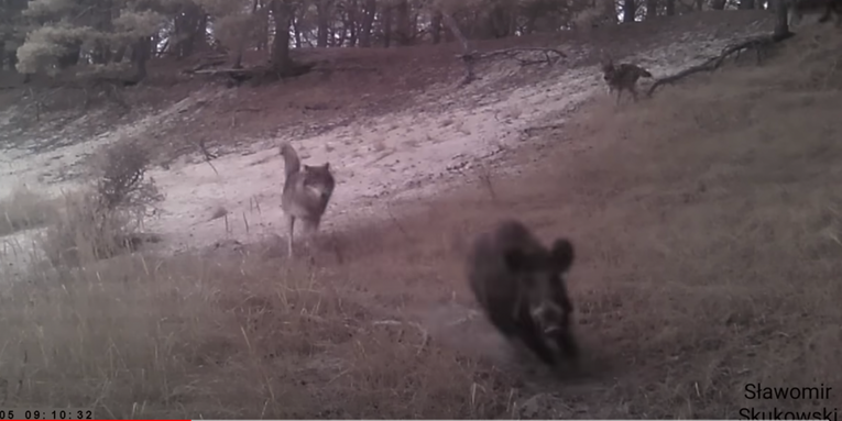 Watch a Wild Hog Fend Off an Entire Wolf Pack