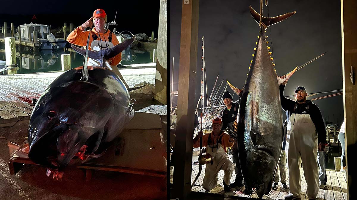 anglers pose with giant tuna