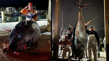 North Carolina Anglers Catch Record-Size 900-Pound Bluefin Tuna