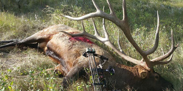 The Full Story of the Biggest Typical Archery Bull Elk of All Time