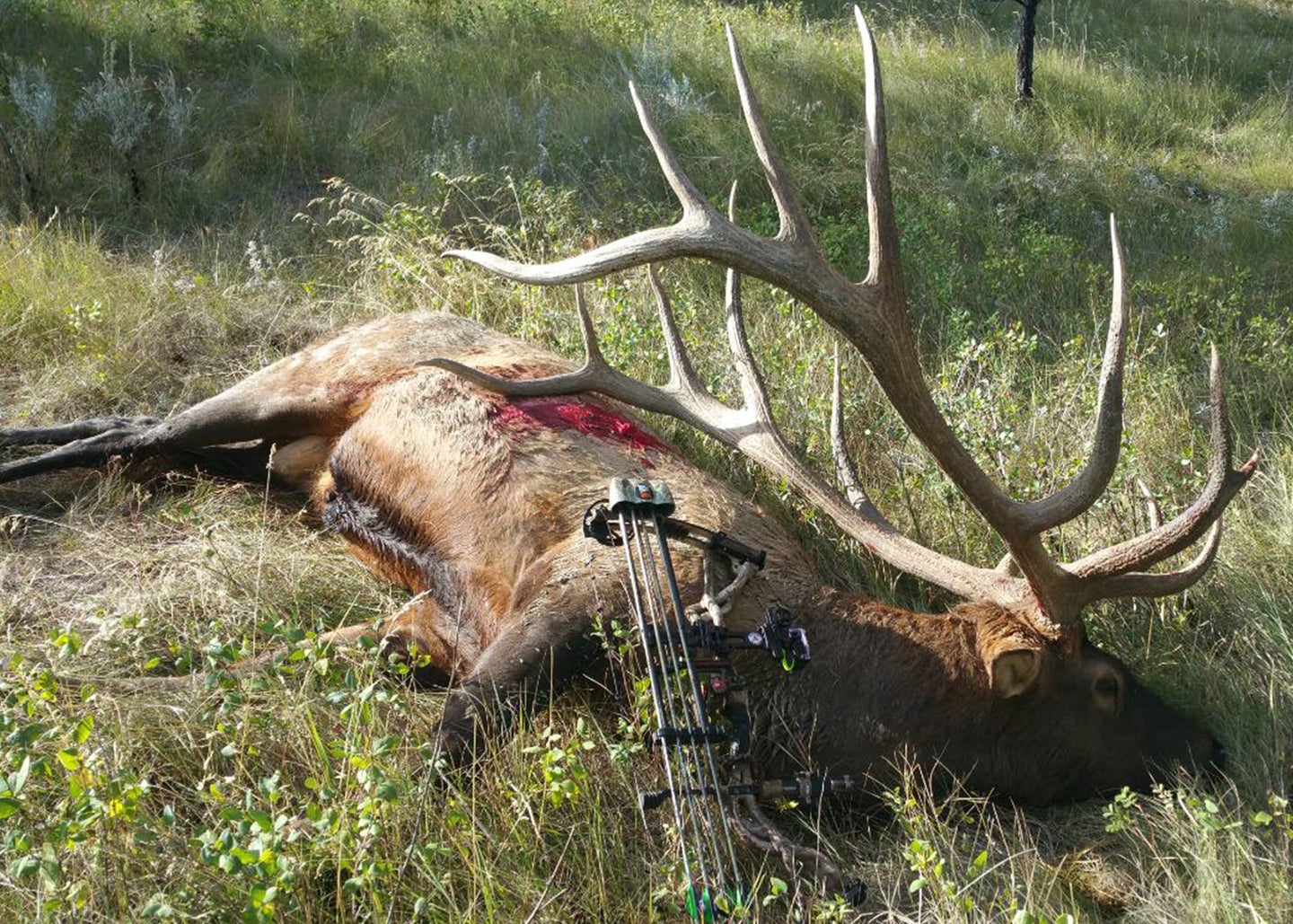 steve felix's record breaking bull elk