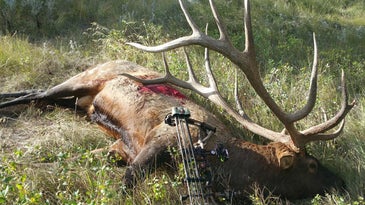 The Full Story of the Biggest Typical Archery Bull Elk of All Time