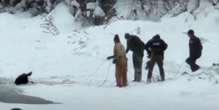 Watch as a Cow Moose is Rescued from a Frozen River—and Reunited with her Calf on Shore