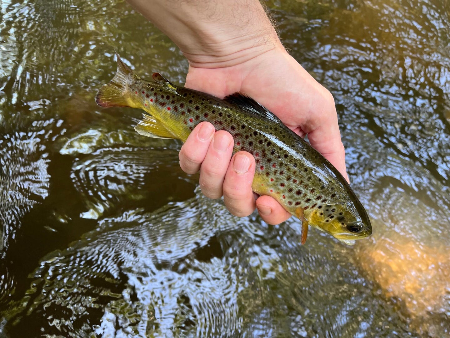 a small new york brown trout