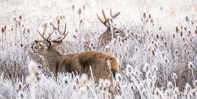 Four Ways to Tag a Late-Season Buck From the Ground