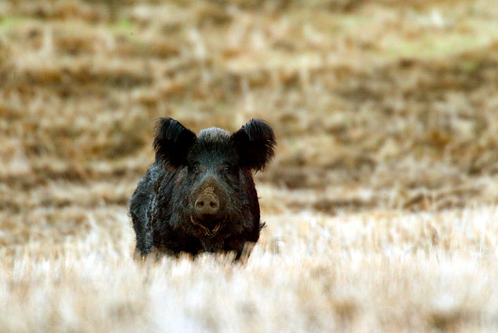 The 5 best states for a hog hunting adventure