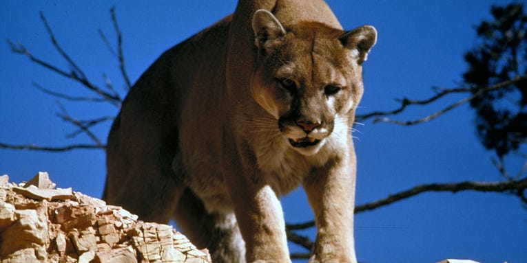 Mountain Lions Go On Killing Spree of 15 Pet Dogs in 30 Days Near Colorado Town
