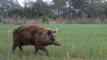 The 5 Best States for a Hog Hunting Adventure