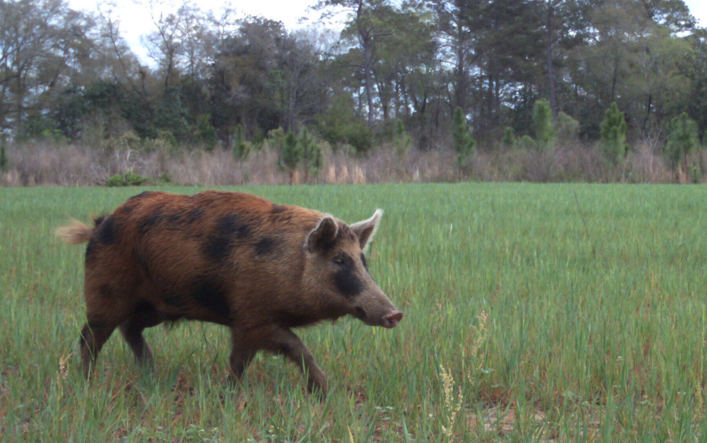 a wild hog in florida
