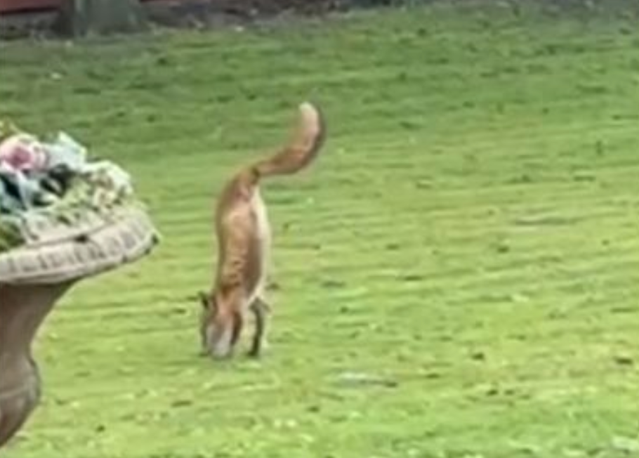 The fox was captured on film. 