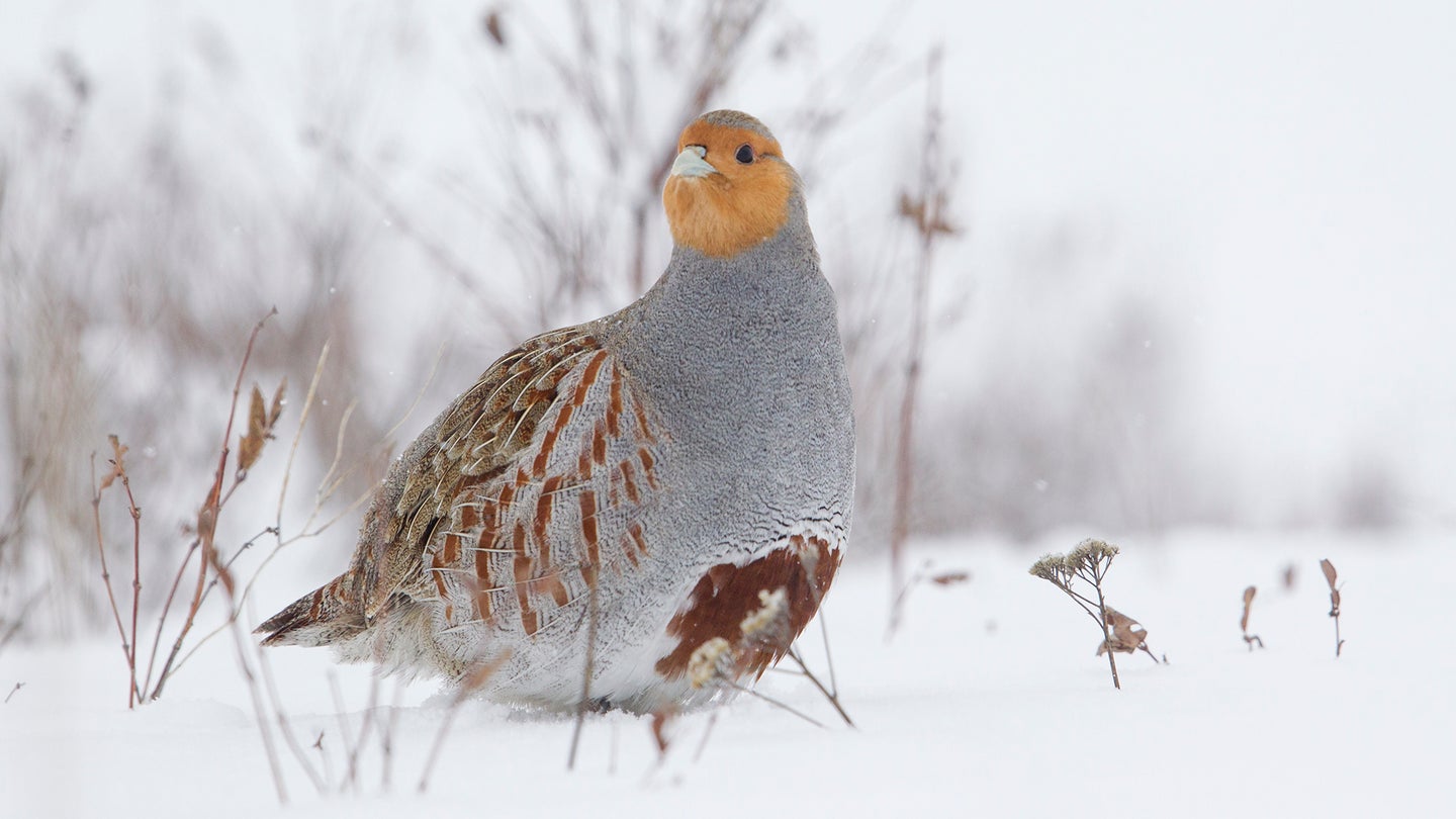 hungarian partridge in snow