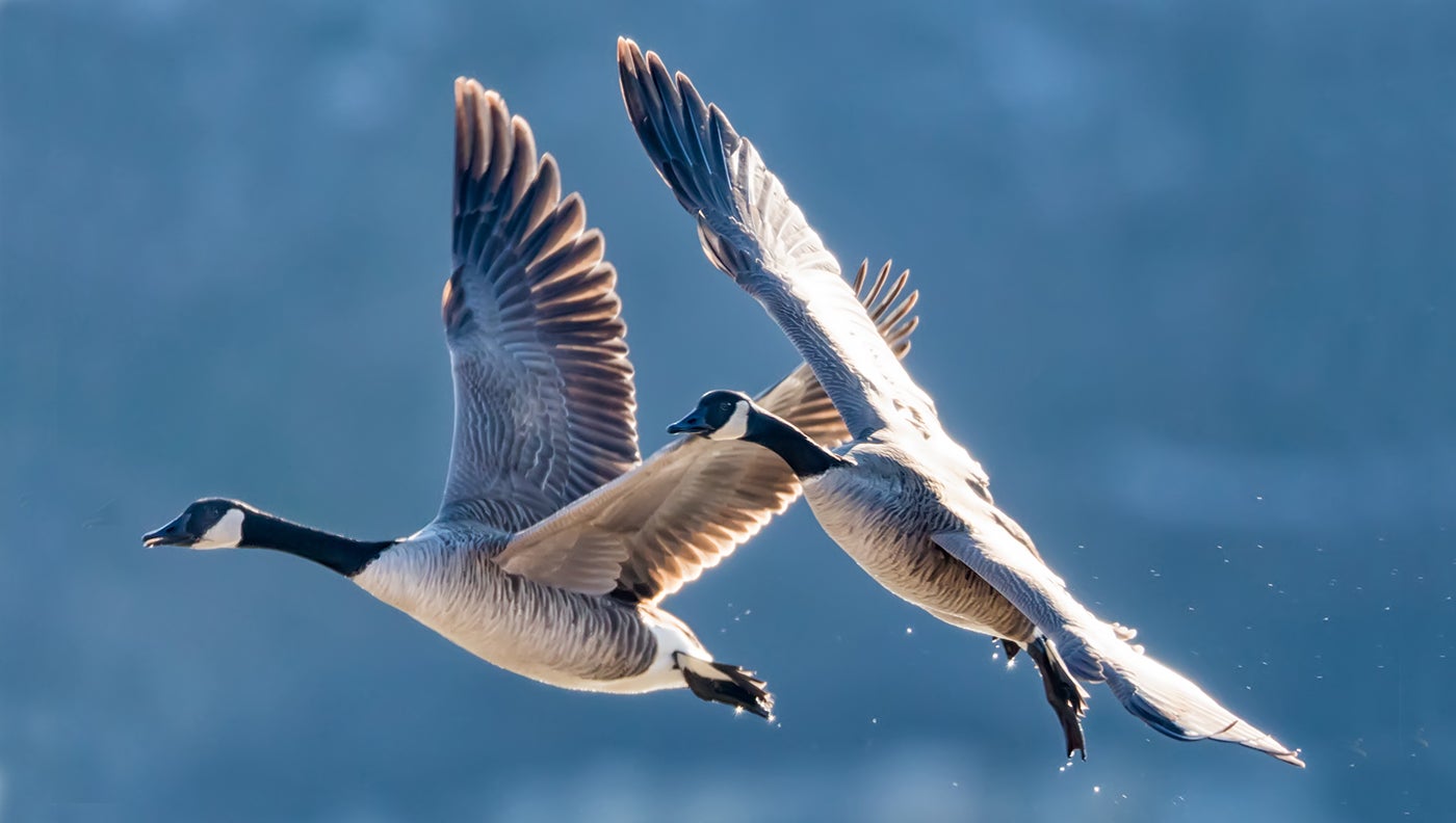 how to hunt late season geese
