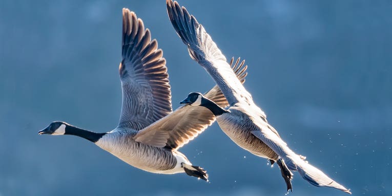 How to Hunt Late Season Geese—Three Secrets to Success