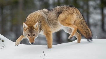 Are Coyotes Murderous Villains or Worthy Adversaries?