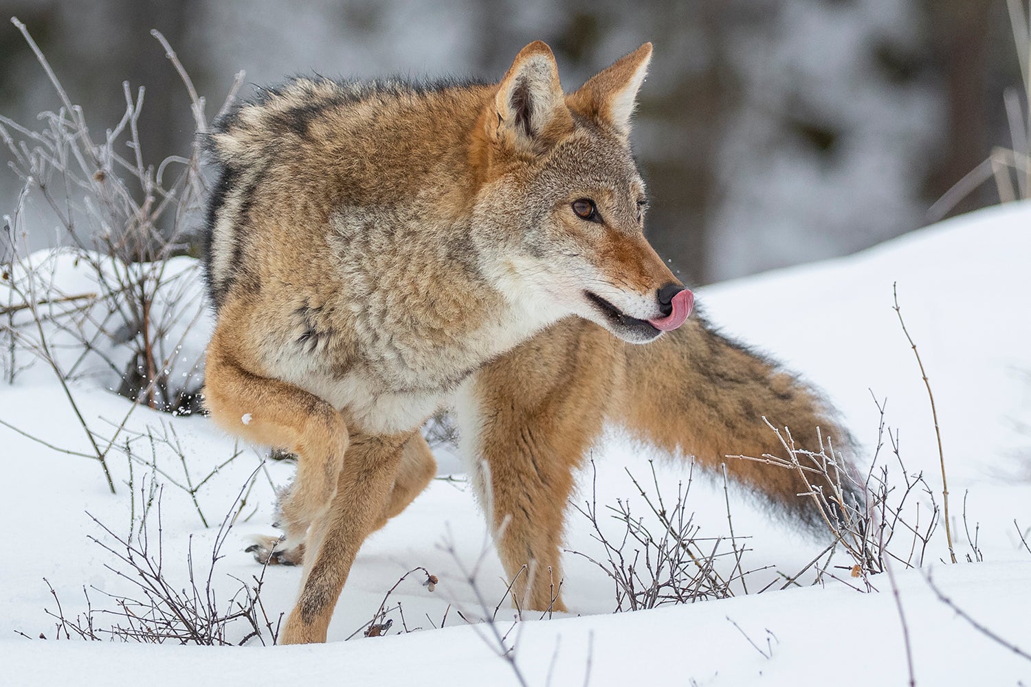 coyote turns in snow and brush