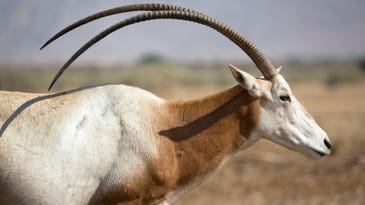 Only in Texas: An Exotic Hunt for Scimitar Oryx