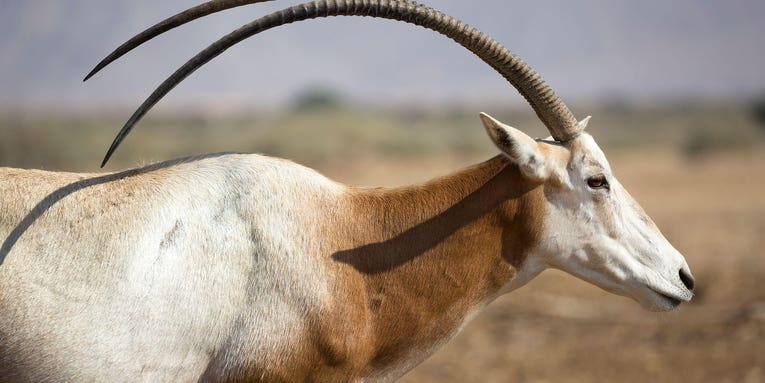 Only in Texas: An Exotic Hunt for Scimitar Oryx
