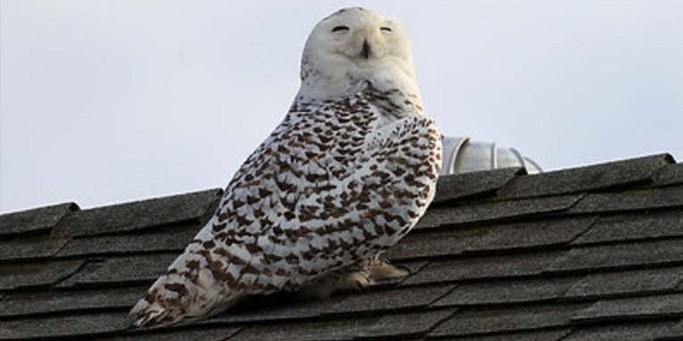 “Extremely Rare” Snow Owl Unexpectedly Spotted in Southern California