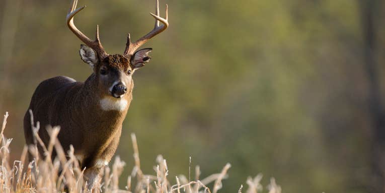 Louisiana Poacher Busted for “Big Buck Contest Fraud”