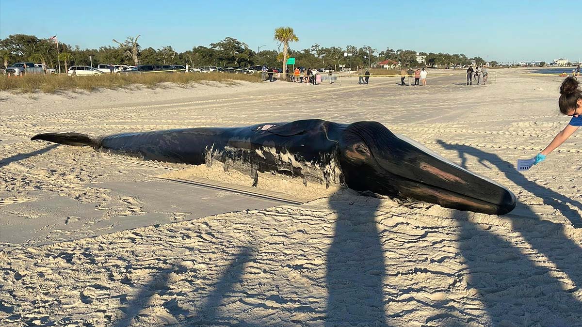 fin whale on sand