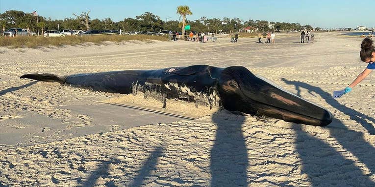 Researchers Investigate Endangered Whale That Washed Ashore in Mississippi