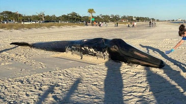 Researchers Investigate Endangered Whale That Washed Ashore in Mississippi