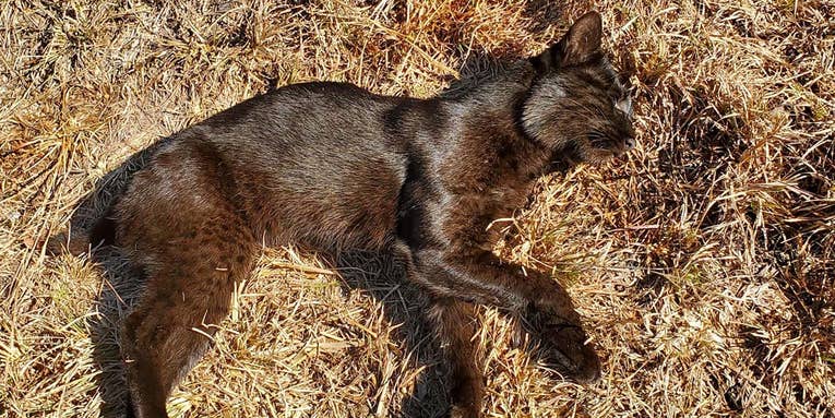 North Carolina Man Bags Incredible Black Bobcat While Deer Hunting