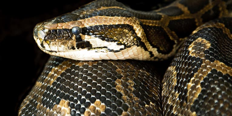 Florida TSA Agent Finds Boa Constrictor in Carry-On Luggage