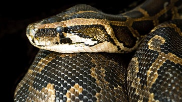 Florida TSA Agent Finds Boa Constrictor in Carry-On Luggage