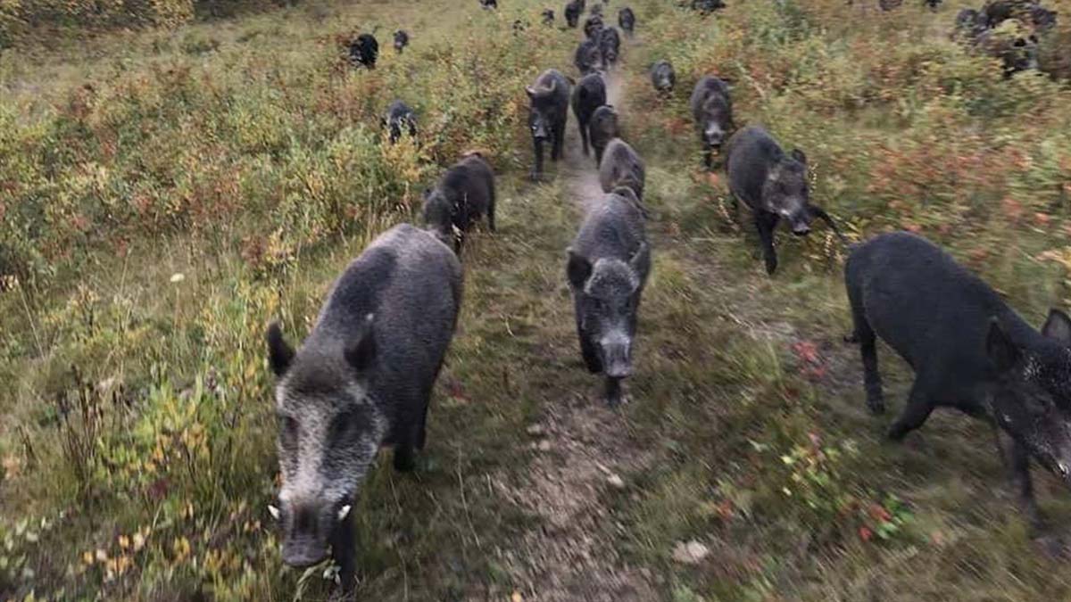 pigs run through meadow