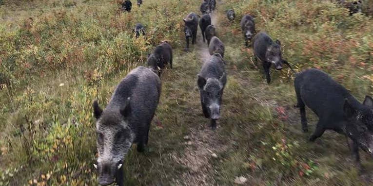 Population Explosion of Canadian “Super Pigs” Could Spread Into the Northern U.S.