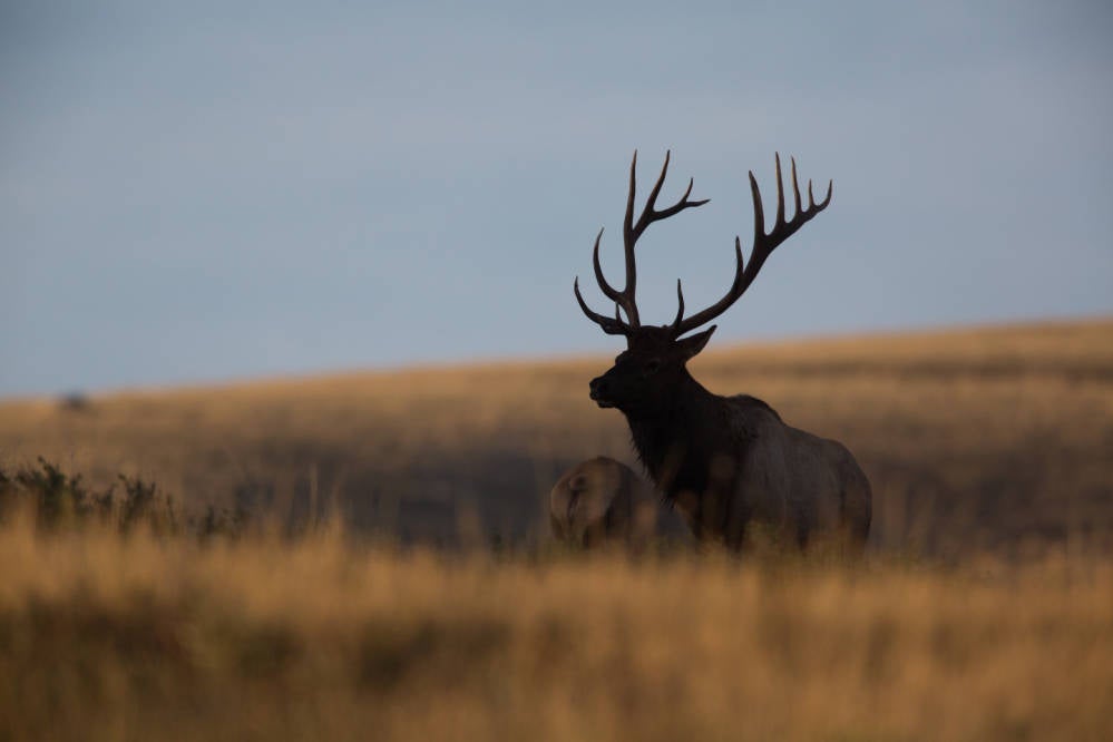 bull elk on prairie