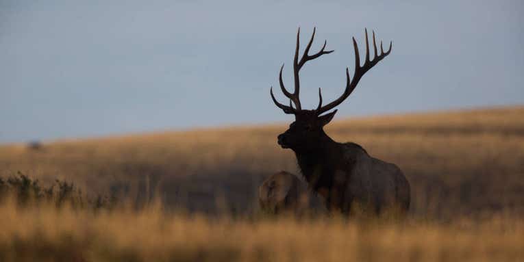 Reportings of Wild Elk in Iowa Are On the Rise