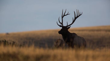 Reportings of Wild Elk in Iowa Are On the Rise