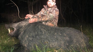 5 of the Biggest Wild Hogs Ever Taken by Hunters