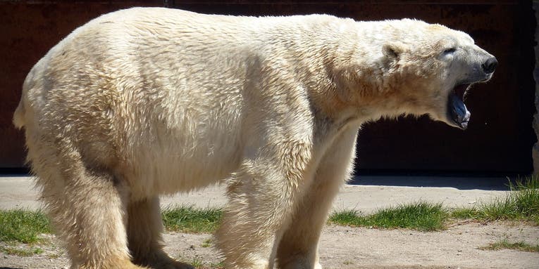 Polar Bear Kills Woman and Boy in Remote Northwestern Alaska Village