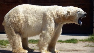Polar Bear Kills Woman and Boy in Remote Northwestern Alaska Village