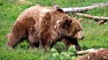 Three Grizzly Bears Euthanized in Montana After Contracting Bird Flu