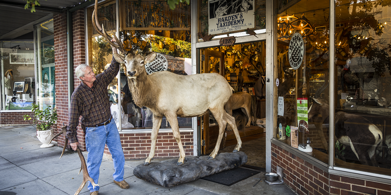 A Visual Tour of the Biggest Little Taxidermy Shop in the South