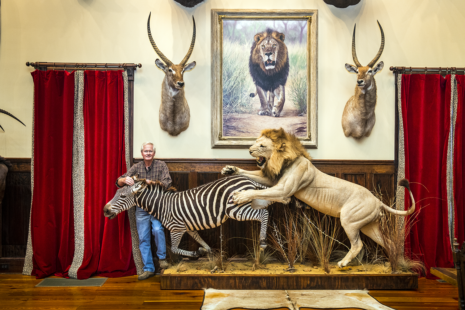 Man standing next to lion attacking zebra taxidermy mount.