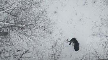 Man Captures Rare Drone Footage of a Moose Dropping its Antlers, Then Collects the Sheds