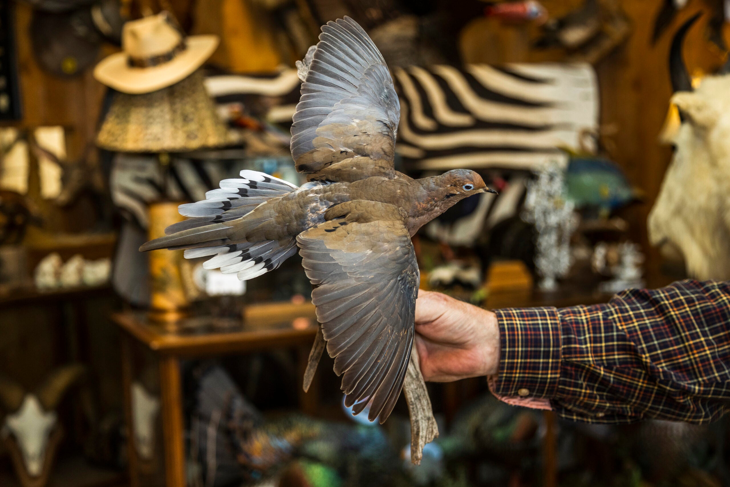 Taxidermy mourning dove.