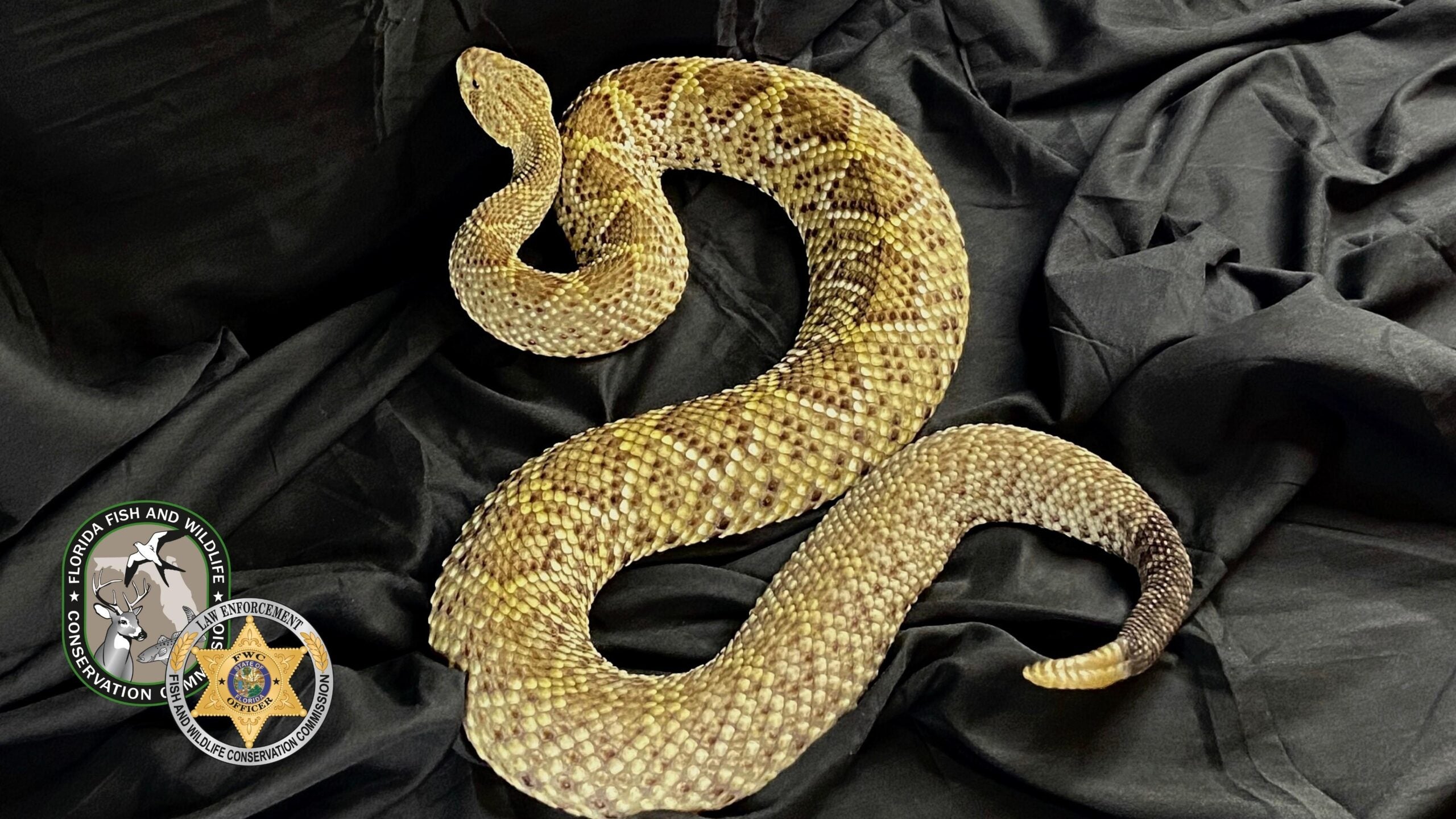Huge Venomous Snake Trafficking Ring Busted in Florida