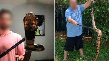 Huge Venomous Snake Trafficking Ring Busted in Florida