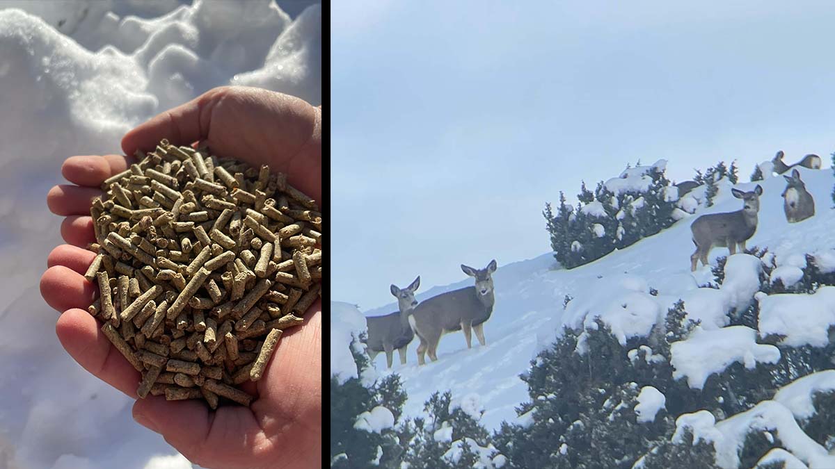 left: deer feed right: mule deer in snow