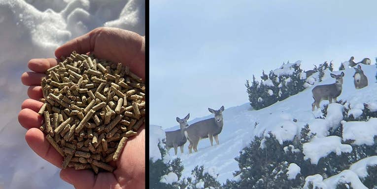 Utah to Implement Emergency Feeding Plan Due to Deep Snow and Poor Deer Health
