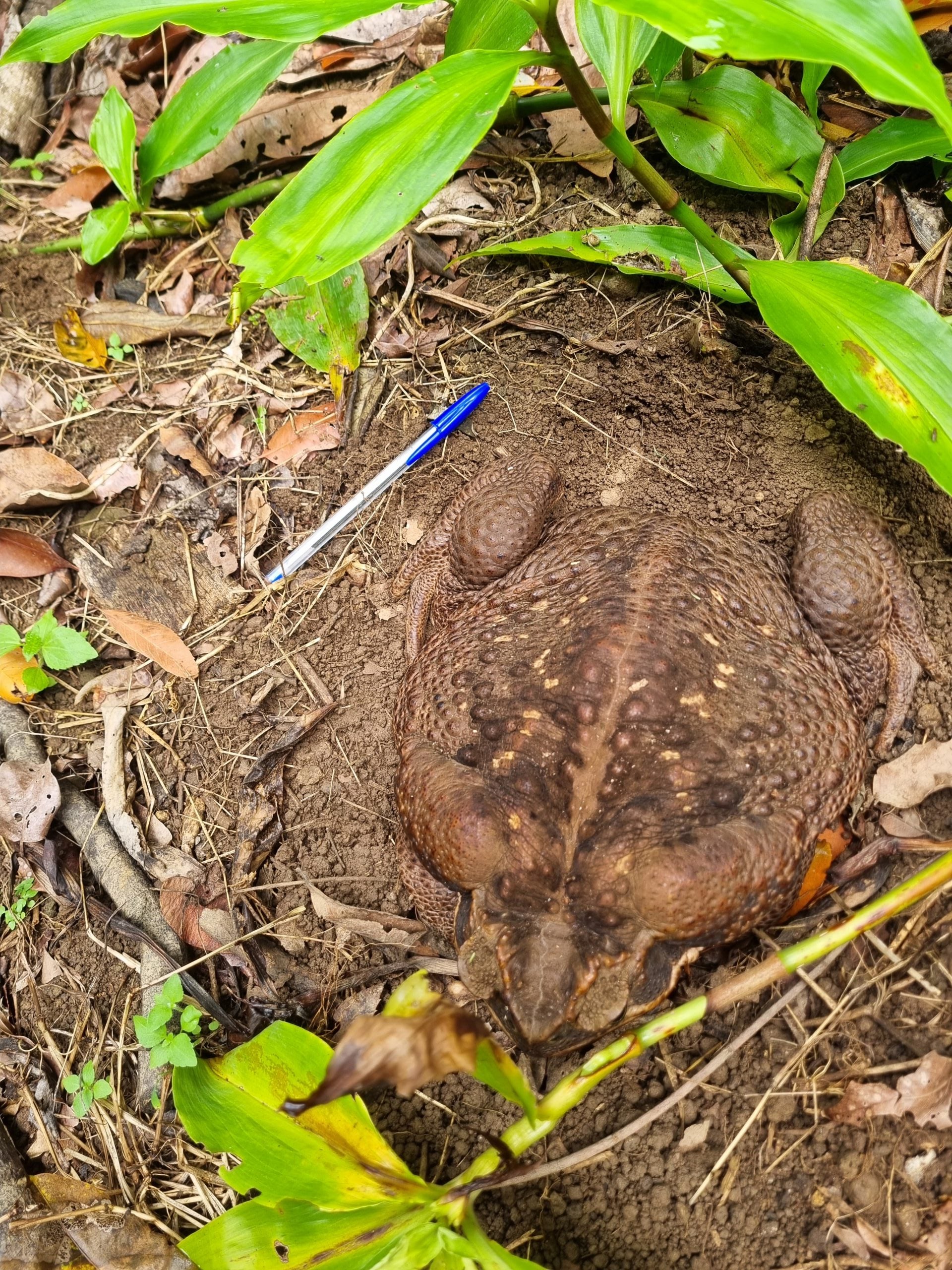 Australian Park Rangers Find Biggest Toad in the World, Then Quickly Euthanize It