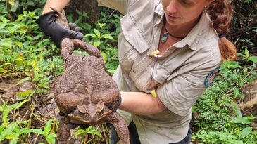 Australian Park Rangers Find Biggest Toad in the World, Then Quickly Euthanize It