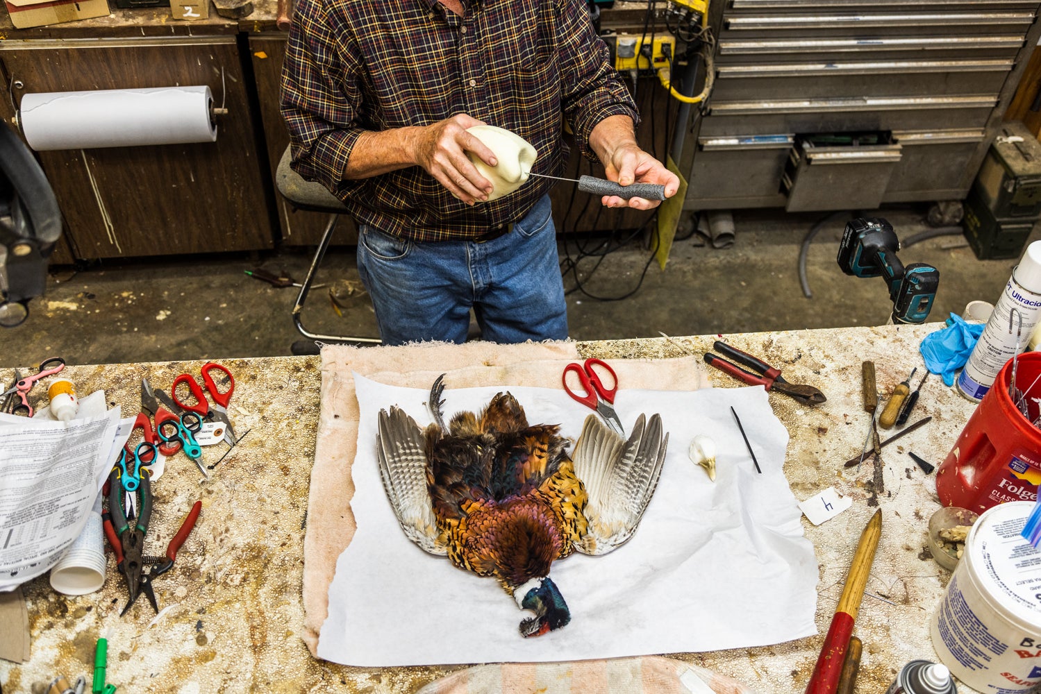 Taxidermist with a pheasant on a work bench.